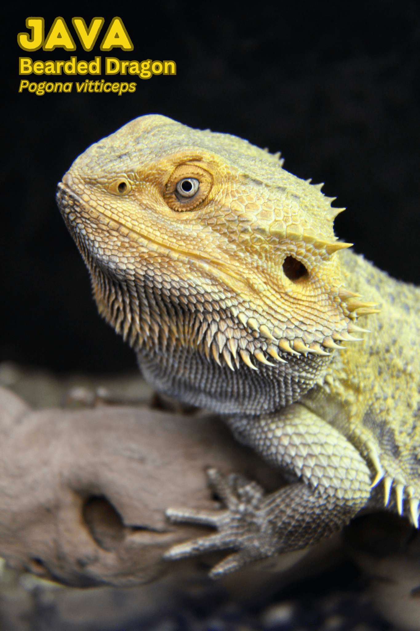 A yellow and orange bearded dragon named "Java" basking on a branch